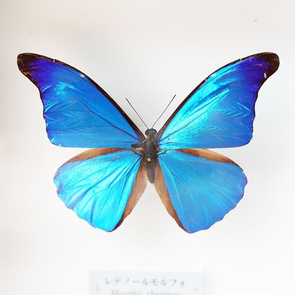 蝶標本「レテノールモルフォ」 - 海福雑貨通販部