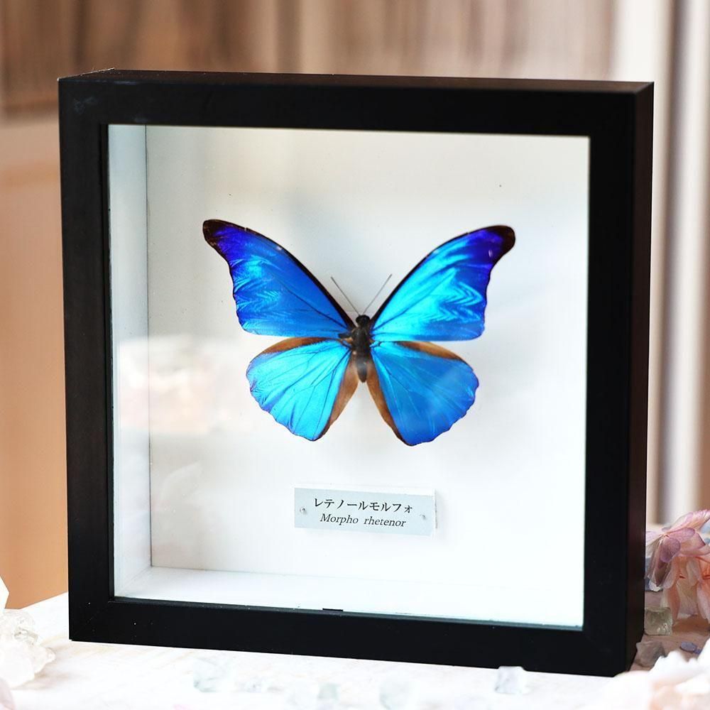 蝶標本「レテノールモルフォ」 - 海福雑貨通販部