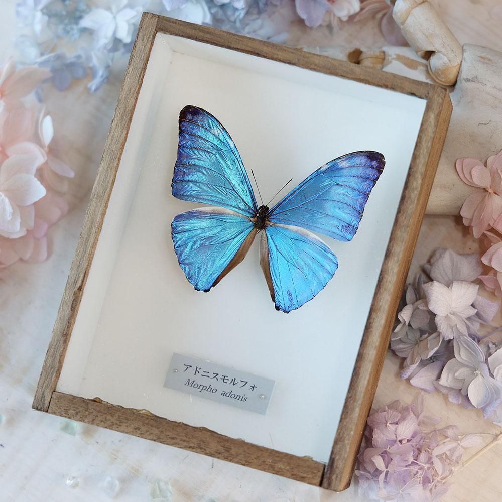 大型 マレーコ−カサス ♂野外標本 【公式通販】