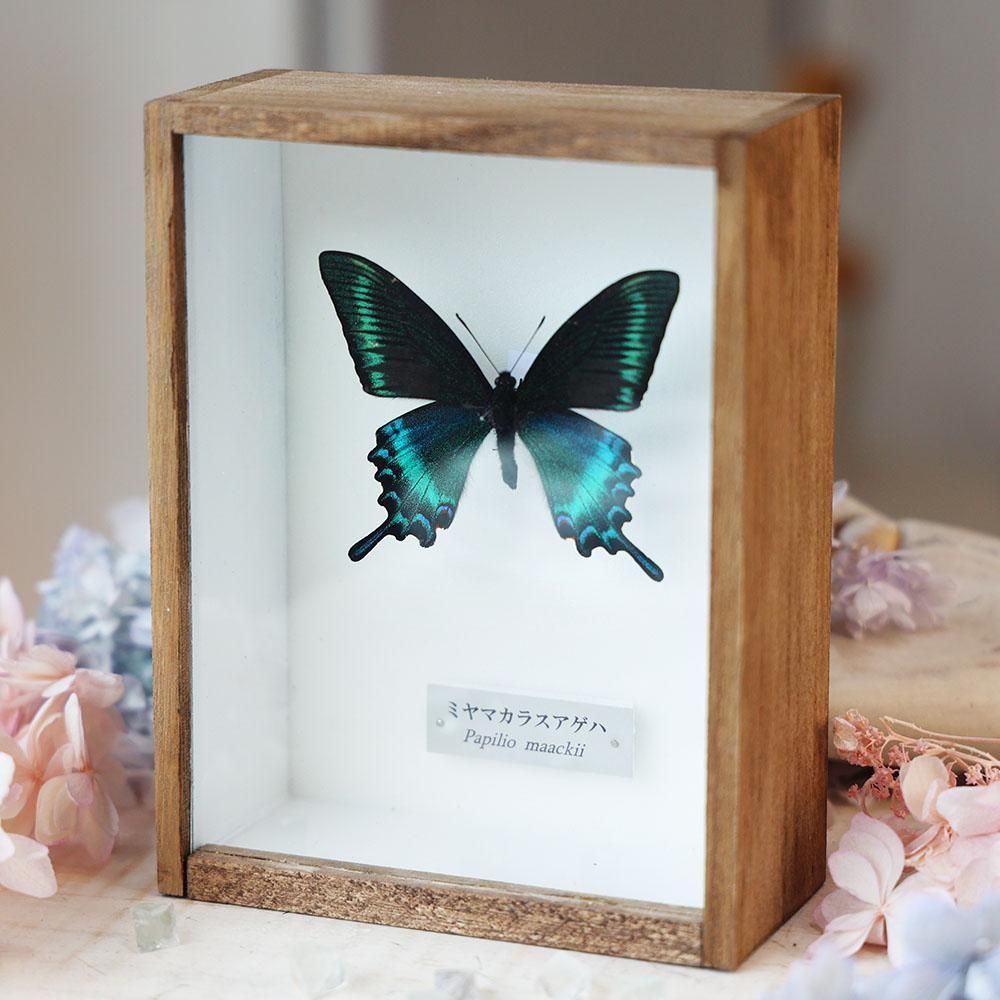 蝶標本「ミヤマカラスアゲハ」 - 海福雑貨通販部