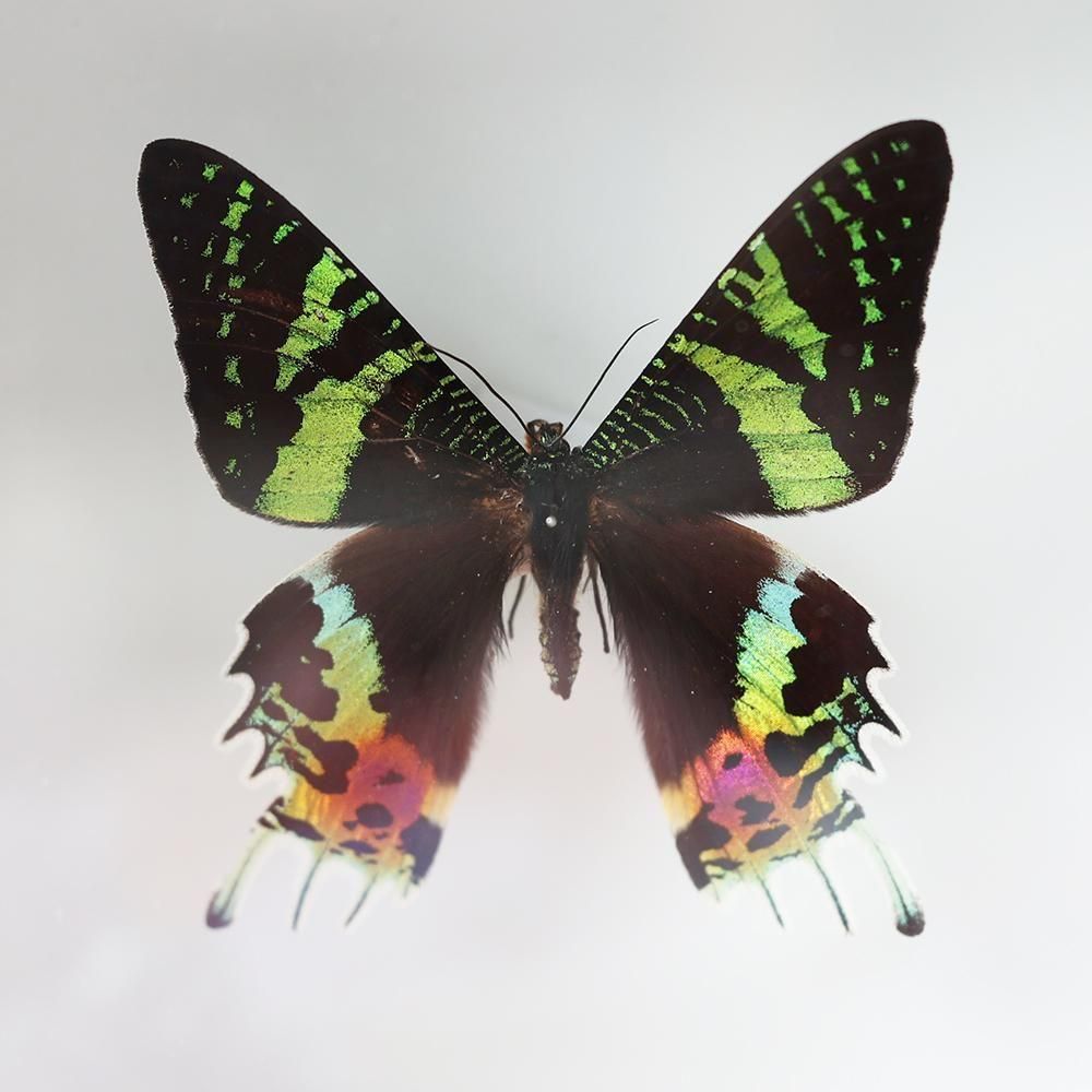 蝶標本「ニシキオオツバメガ」- 海福雑貨通販部