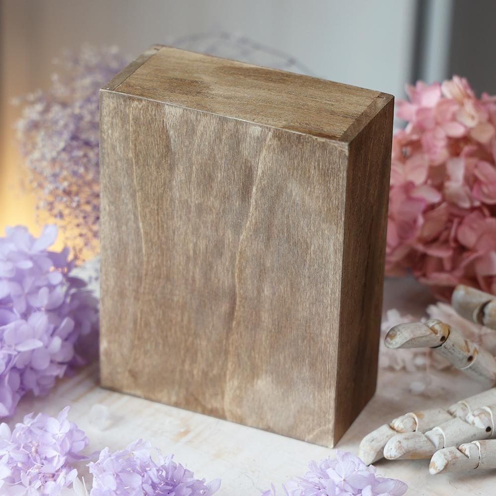 蝶標本「ニシキオオツバメガ」- 海福雑貨通販部