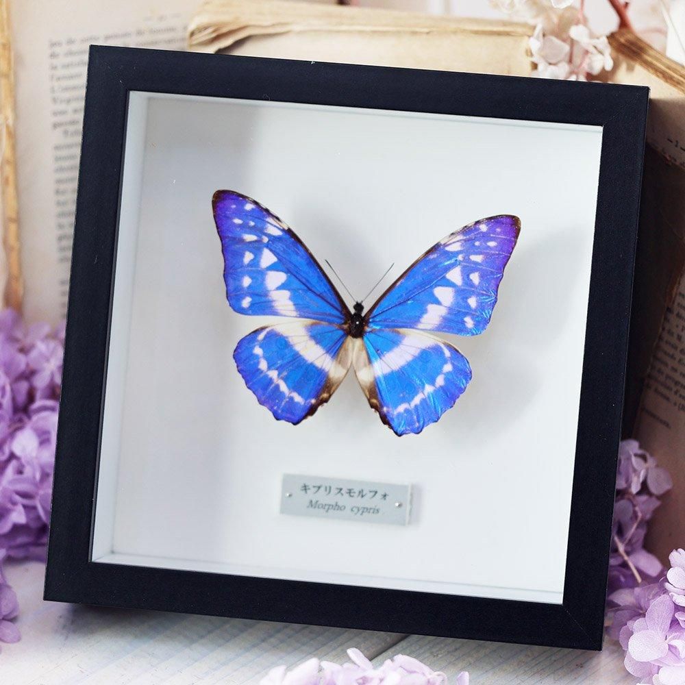 蝶の標本セット（多種類・多色） 蝶の標本セット（多種類・多色）