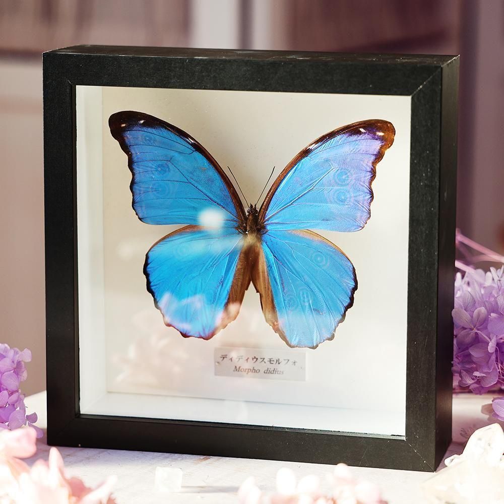 蝶標本「ディディウスモルフォ」 - 海福雑貨通販部