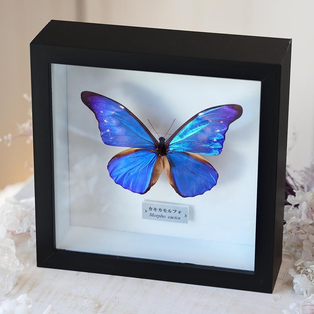 蝶標本「カキカモルフォ」 - 海福雑貨通販部