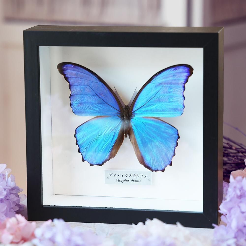 蝶標本お得 南米の蝶大量データ全てなし