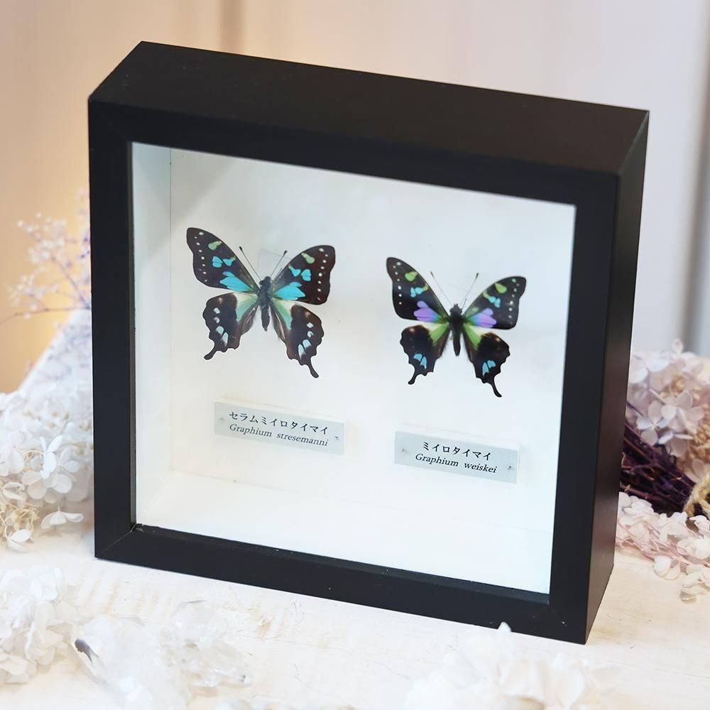 蝶標本 - 海福雑貨通販部