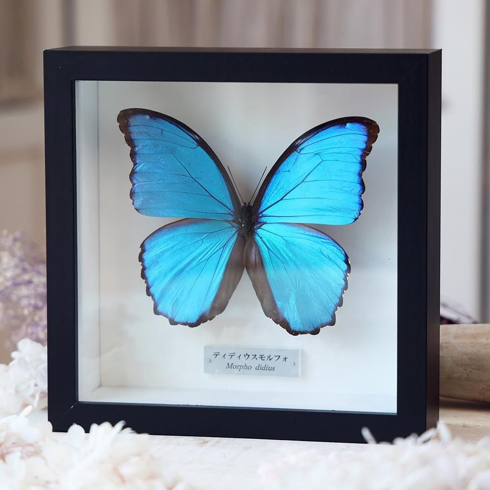 蝶標本「ディディウスモルフォ」 - 海福雑貨通販部