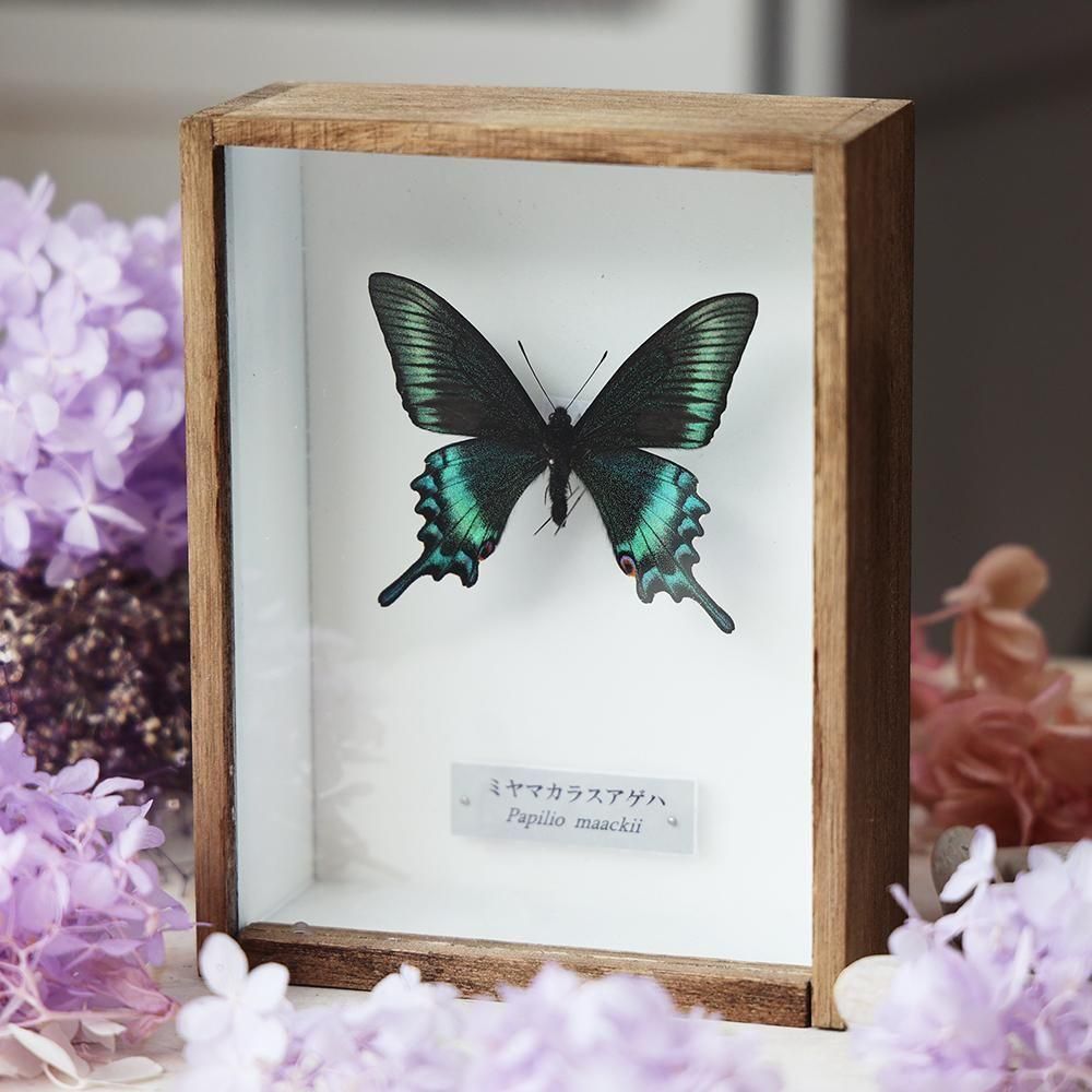 蝶標本「ミヤマカラスアゲハ」- 海福雑貨通販部