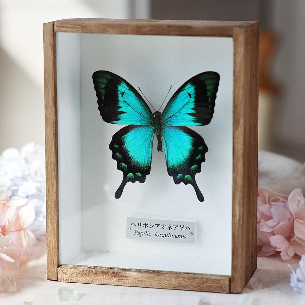 蝶標本「ヘリボシアオネアゲハ」- 海福雑貨通販部
