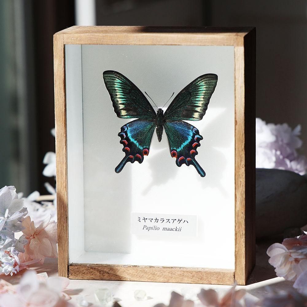 蝶標本 - 海福雑貨通販部