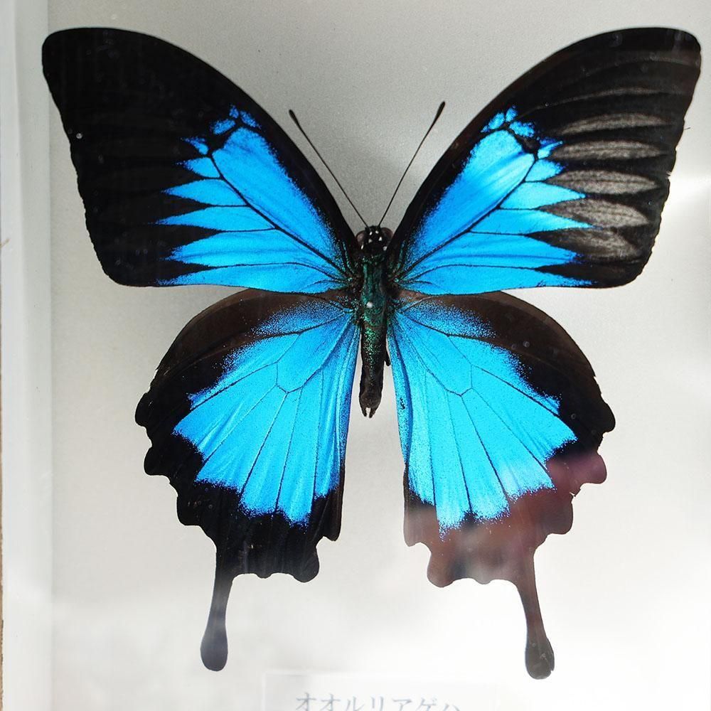 蝶標本トリバネアゲハ、オオルリアゲハなど19種37頭大型ドイツ標本箱2