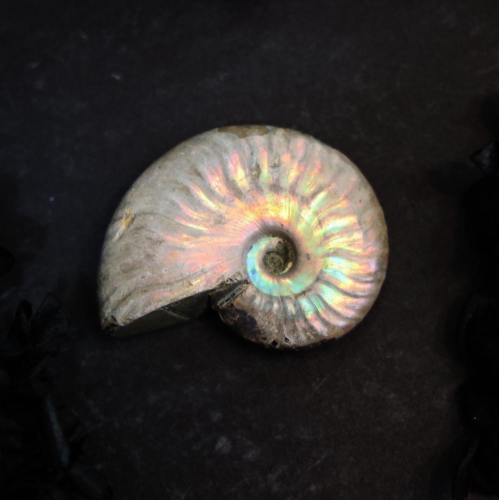 アンモナイト化石 - 海福雑貨通販部