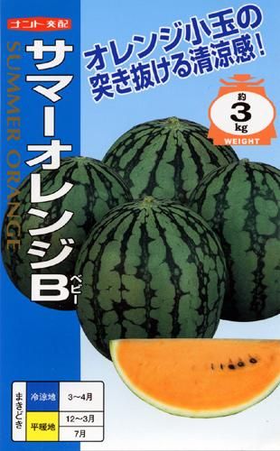 サマーオレンジベビー - 家庭de菜園～うぇぶたねやさん～