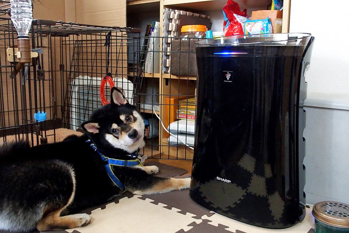 噂の「蚊取空清」が家にやってきた！ 蚊は本当に捕れるのか？ - 価格