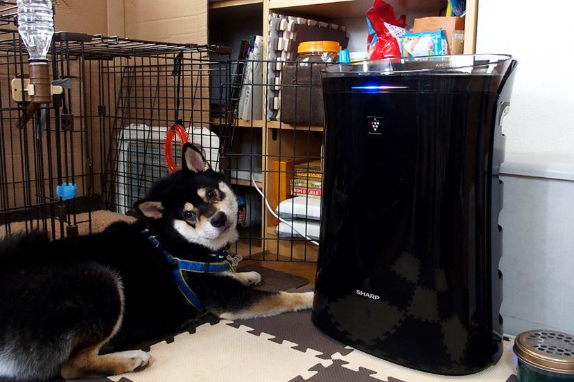 噂の「蚊取空清」が家にやってきた！ 蚊は本当に捕れるのか？ - 価格