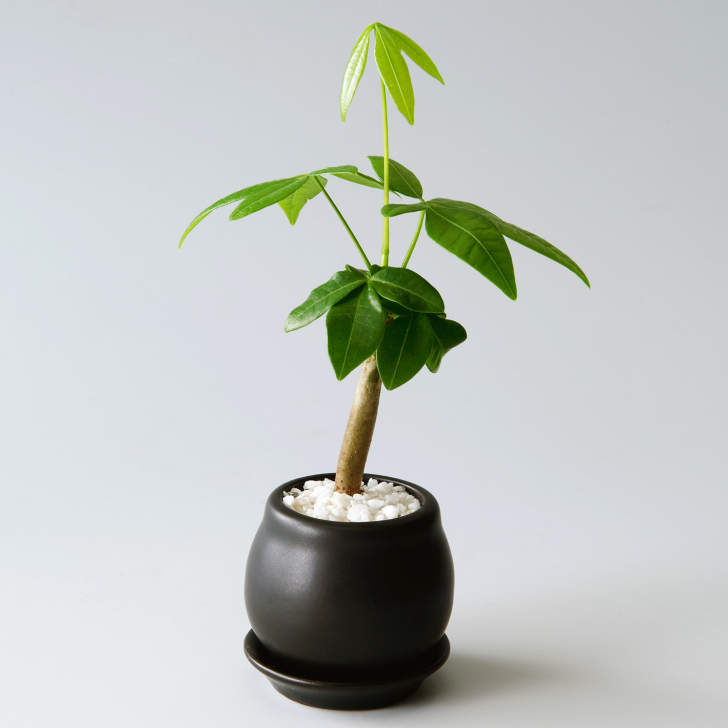 価格.com】パキラの育て方・通販