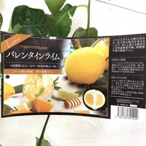 ライム 苗木 バレンタインライム 15cmポット苗 ライム 苗-ブルーベリー