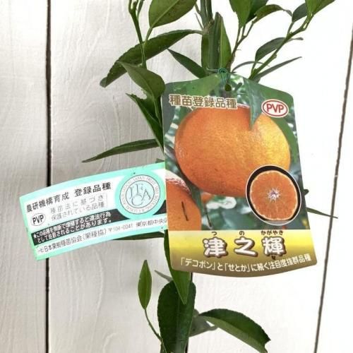 みかん 苗木 津之輝 (PVP) 15cmポット苗 つのかがやき ミカン 苗 蜜柑