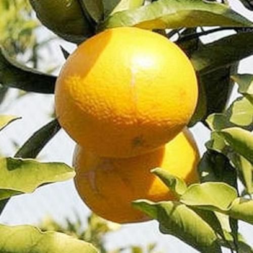 みかん 苗木 星タンゴール 15cmポット苗 ミカン 苗 蜜柑-ブルーベリー