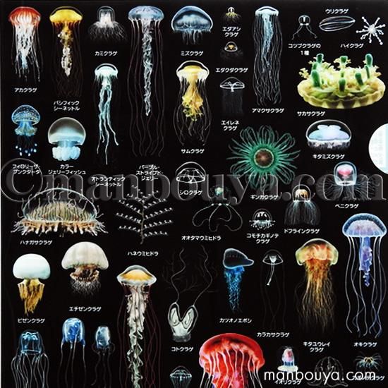 A4クリアファイル】クラゲグッズ◇おもしろ文房具◇くらげの図鑑◇海月