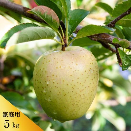 青森りんご 王林の山田果樹園