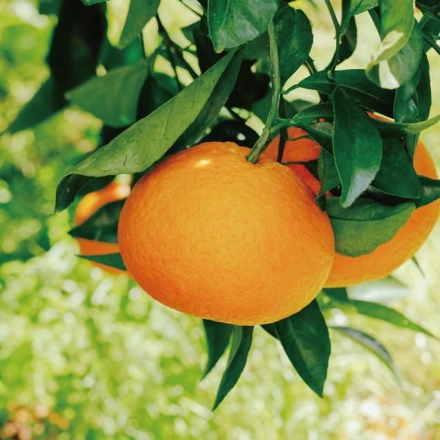 orangelecura | オランジュルクラ | 樹齢100年夏みかんマーマレード