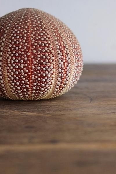 レインボーウニ13点、タコノマクラ棘残し標本1点 さくらんぼ様おまとめ