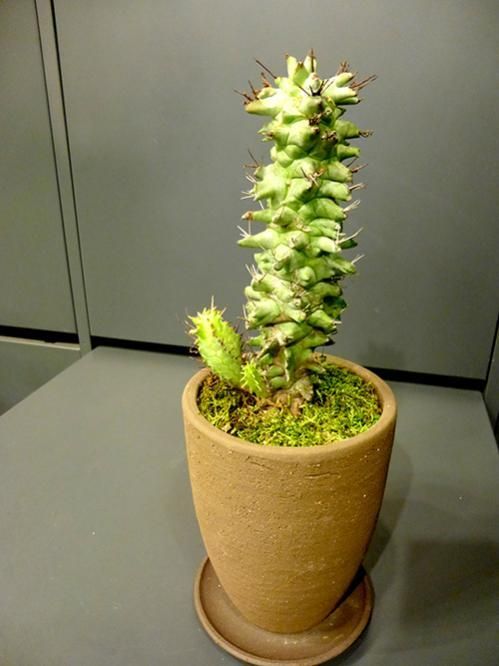 ユーフォルビア・ホリダ (モンストローサ) - REN online shop