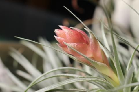 エアープランツ（チランジア）-ヒューストン・コットンキャンディ