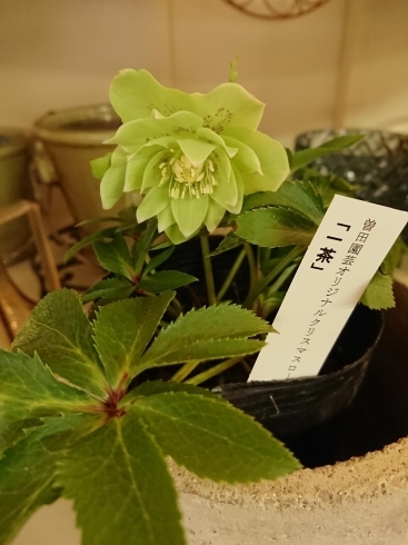 曽田園芸 クリスマスローズ 入荷しています。。。今年は優しい色味と