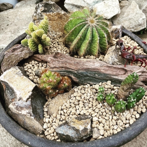 ミニチュア版ドライガーデン【観葉植物専門店 福島市】 | Green Feelの