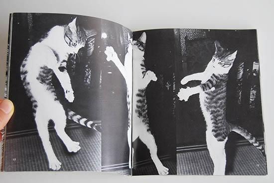 サスケ！！いとしき猫よ 深瀬昌久 写真集 Sasuke, Itoshiki Neko yo