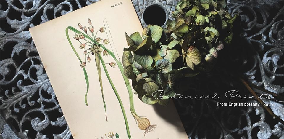 ボタニカルアート（植物画）Botanical アンティーク ヴィンテージの