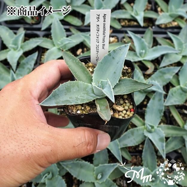 際立つ葉の青さが魅力】Agave ovatifolia 'Frosty Blue'(アガベ オバ