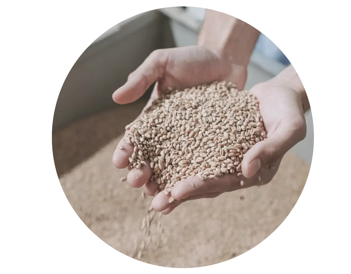 リジェンスキン】SRSフィトルネッサンスエッセンス - BIANCA CLINIC