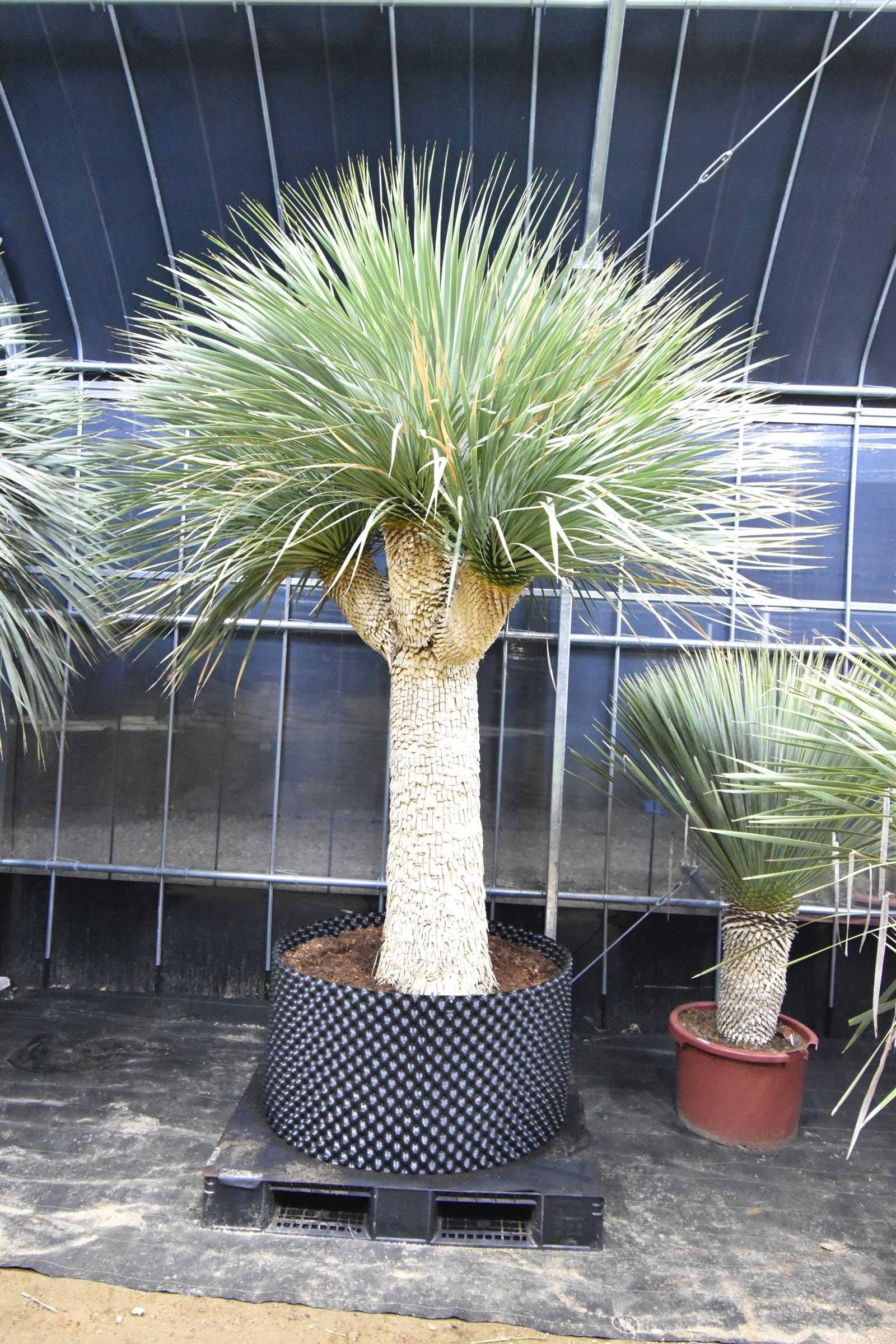 ユッカグロリオサ 分頭！ 子株も有り 芋付き 1.25m以上 直接取り引き