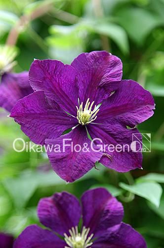 クレマチス専門ナーセリー 及川フラグリーン エトワール・バイオレット