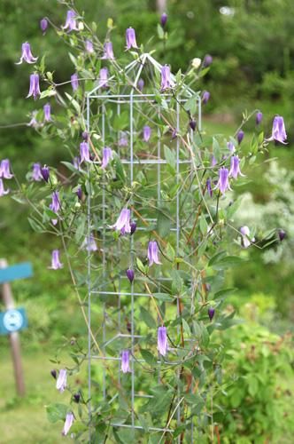 クレマチス専門ナーセリー 及川フラグリーン OFGオベリスク（高さ180cm