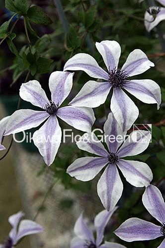 クレマチス専門ナーセリー 及川フラグリーン 風の方位