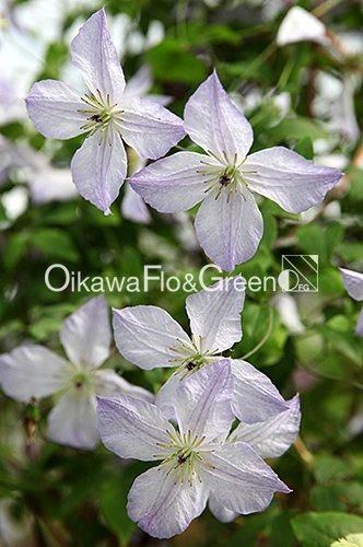 クレマチス専門ナーセリー 及川フラグリーン ノーザン・ライツ