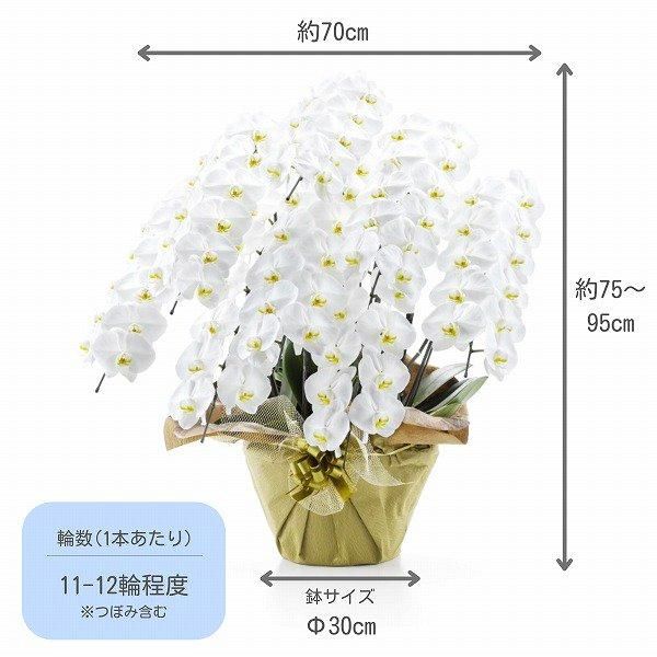 愛ふわふわ 白い胡蝶蘭 ラッピング付き 110センチ 北海道、沖縄発送