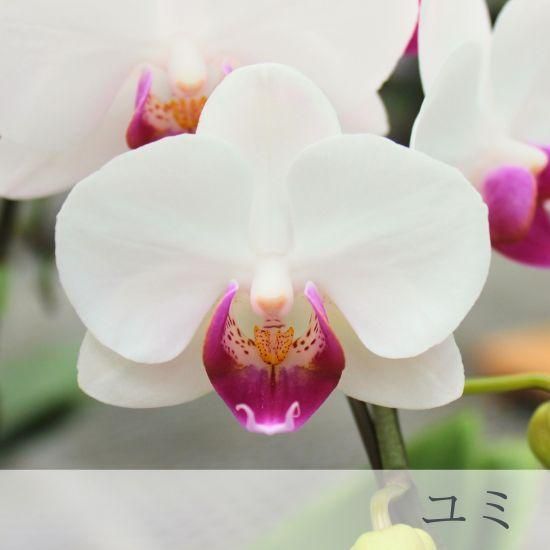 ミディ胡蝶蘭 ピンク系 2本立 プロヴァンス鉢 - 胡蝶蘭専門店 Lian