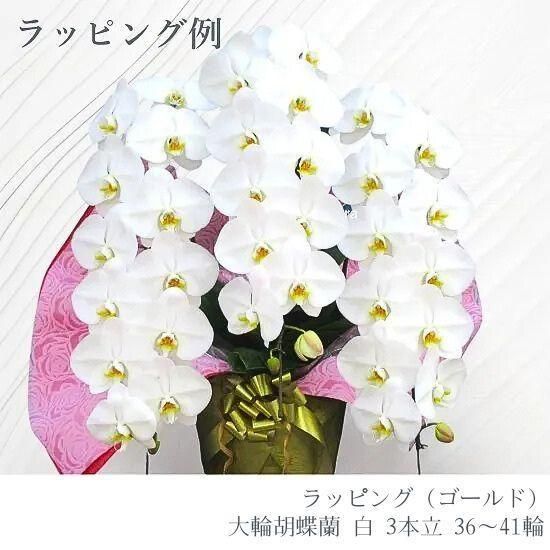 大輪胡蝶蘭 白 3本立 36～41輪 - 胡蝶蘭専門店 Lian