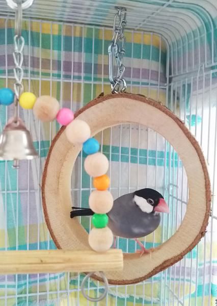 白樺ブランコ | 小型鳥向け木製ブランコ - とりきち横丁