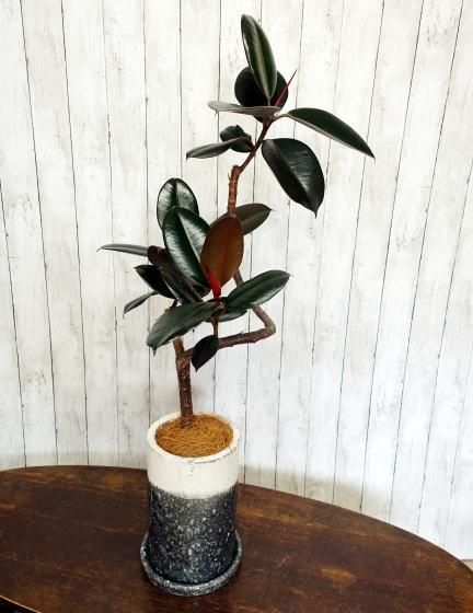 フィカス・バーガンディ | 珍しい観葉植物 - 観葉植物・多肉植物の販売