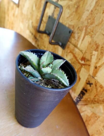 アガベ・チタノタ | 人気多肉植物 - 観葉植物・多肉植物の販売、通販