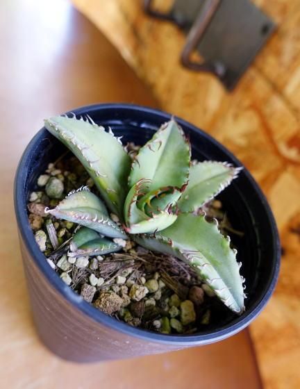 アガベ・チタノタ | 人気多肉植物 - 観葉植物・多肉植物の販売、通販