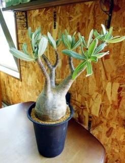 塊根植物（コーデックス） 販売- 観葉植物・多肉植物の販売、通販│cocoha