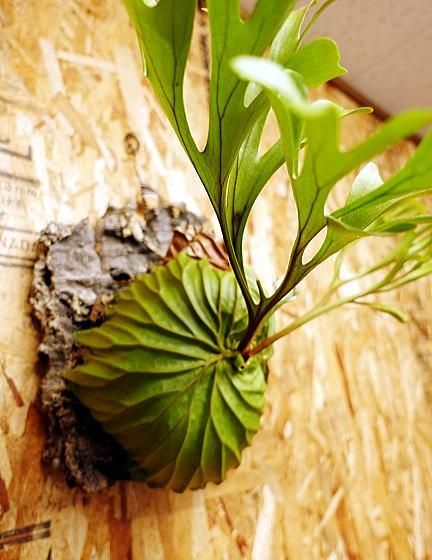 ビカクシダ リドレイ | 大 ワイルド コルク付け - 観葉植物・多肉植物